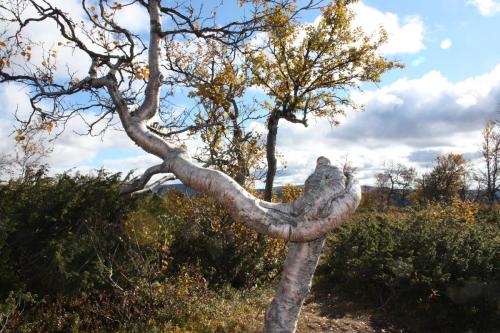 Vindpinat