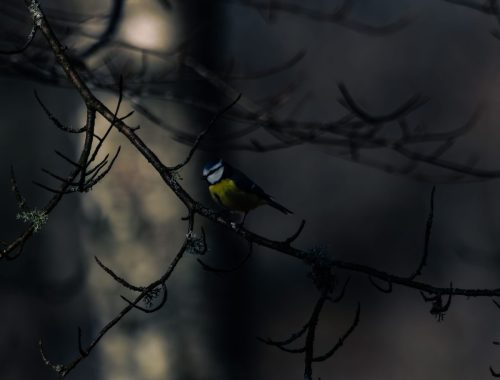 IMG 7206-Forbattrat-BR