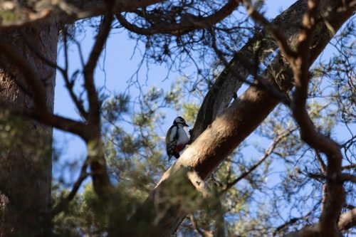 IMG 7489-Forbattrat-BR