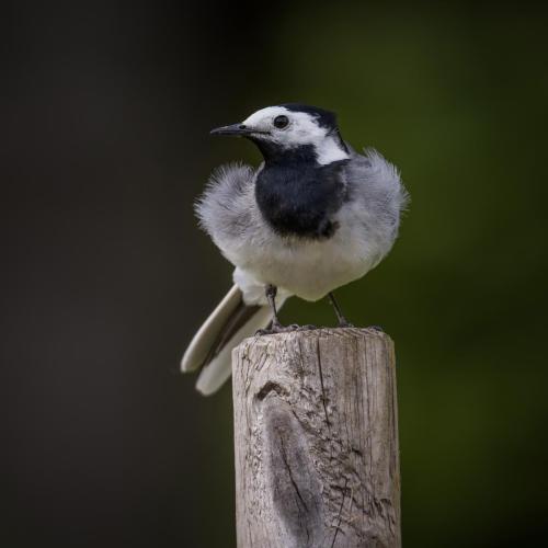 08-Birds