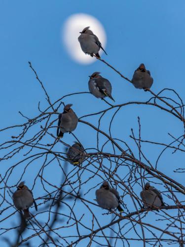 09-Birds